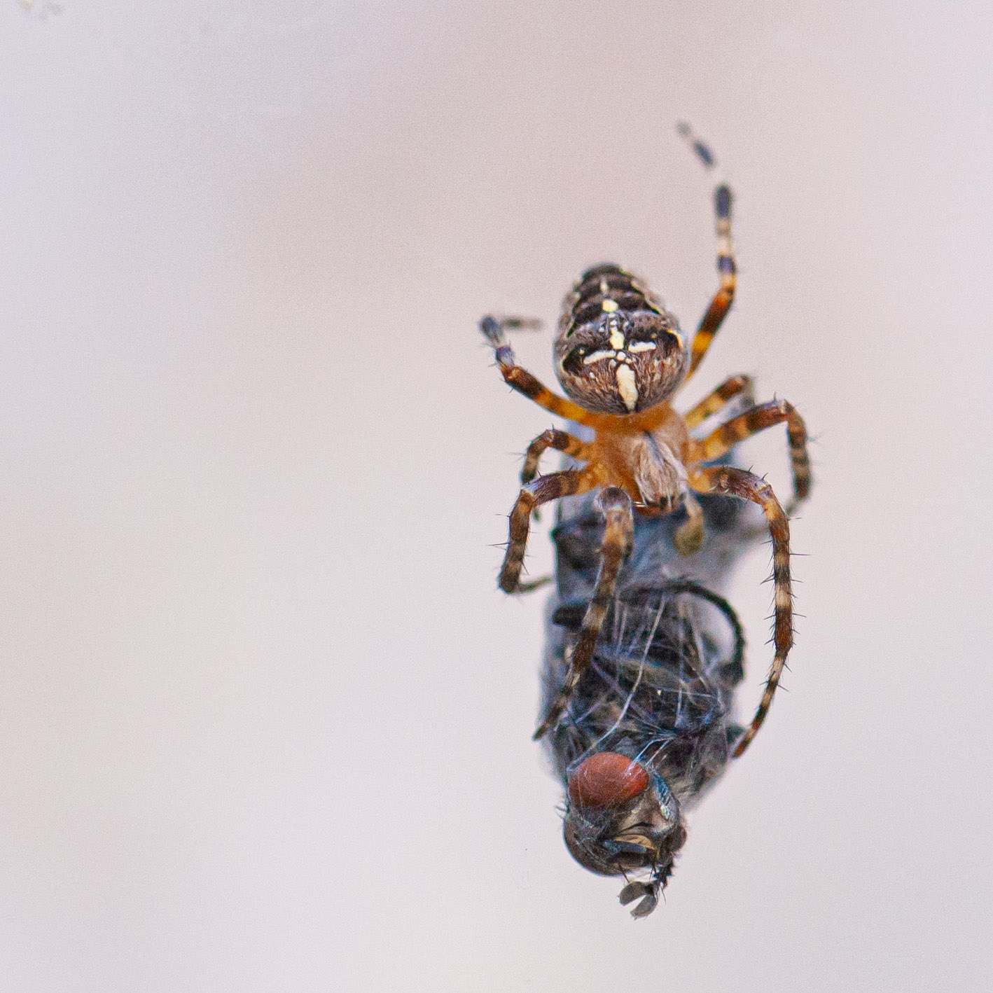 Araneus diadematus