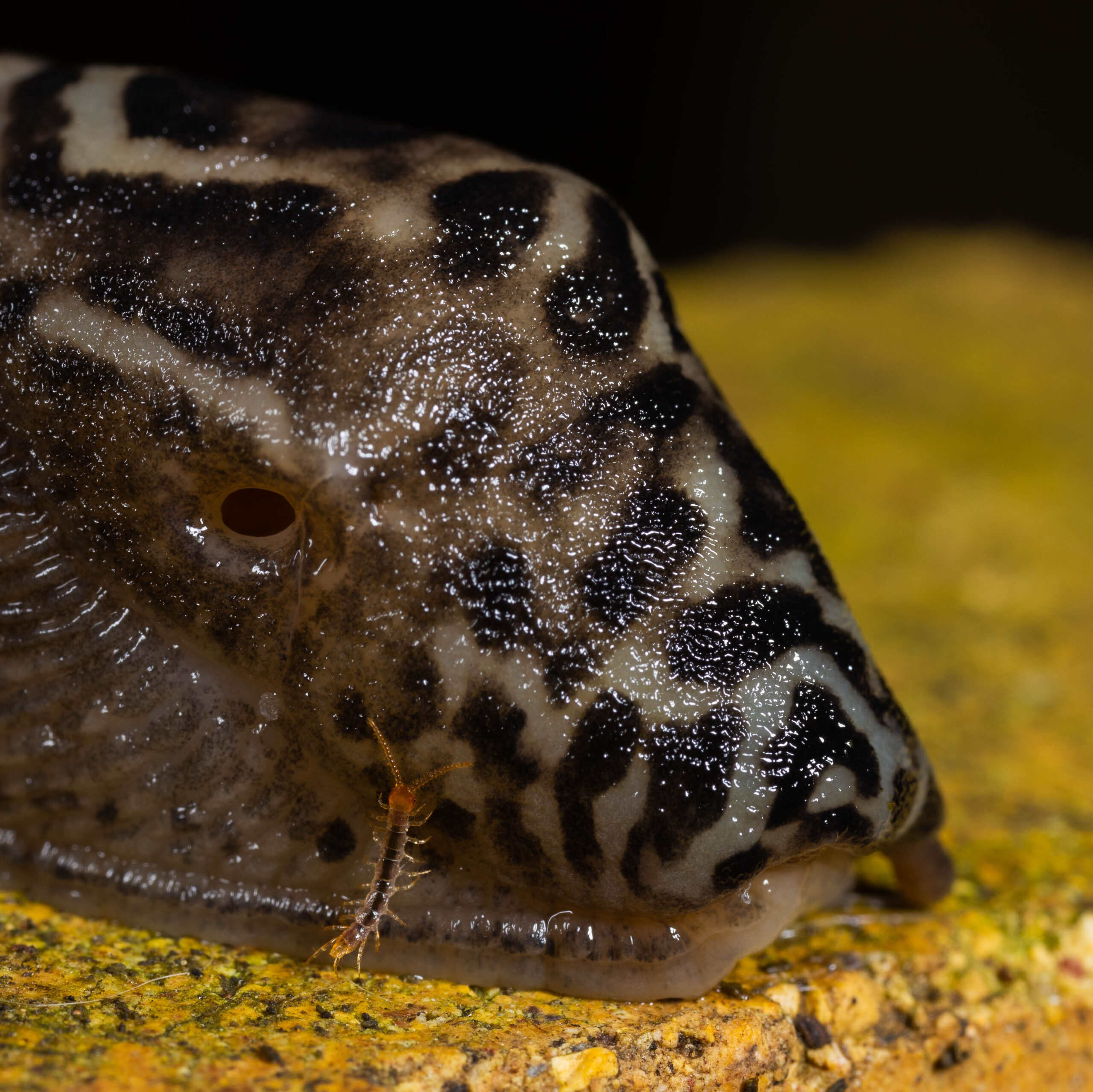 Limax maximus