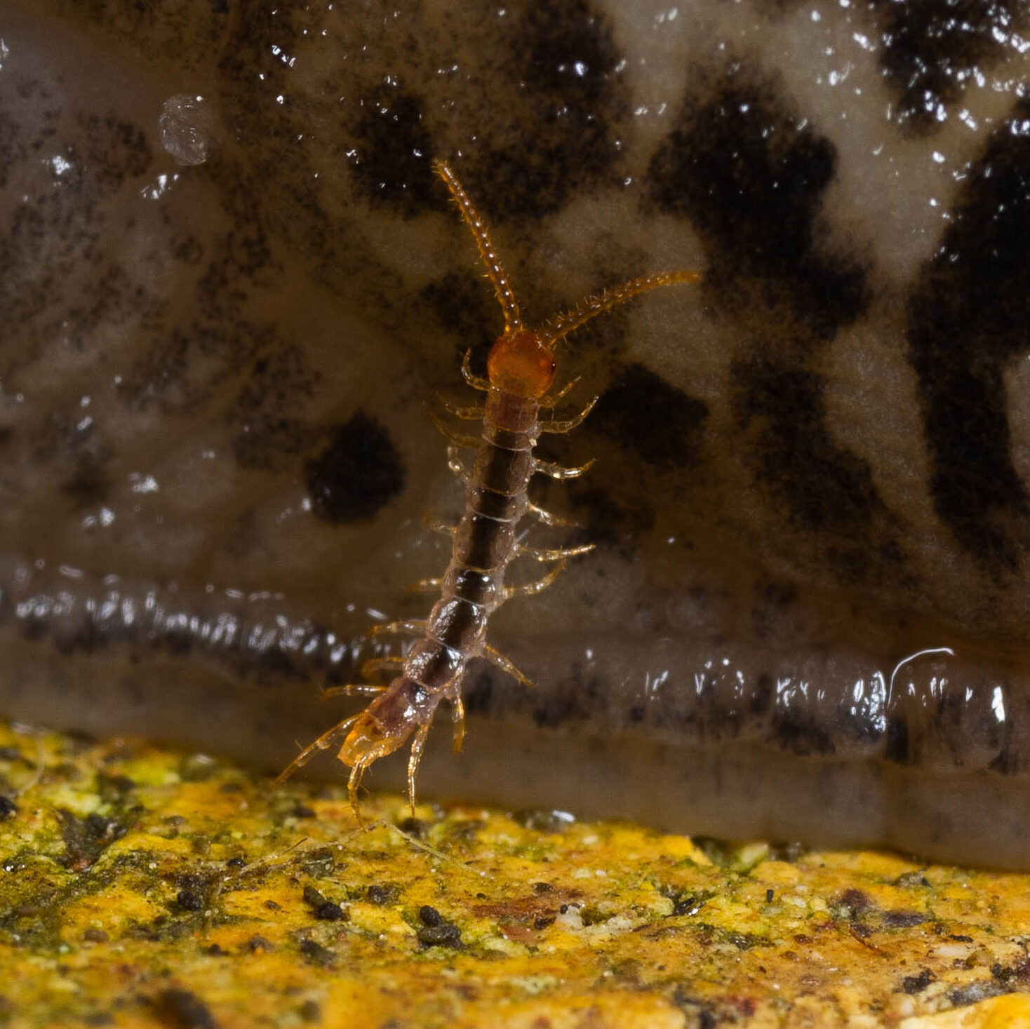 Lithobius microps