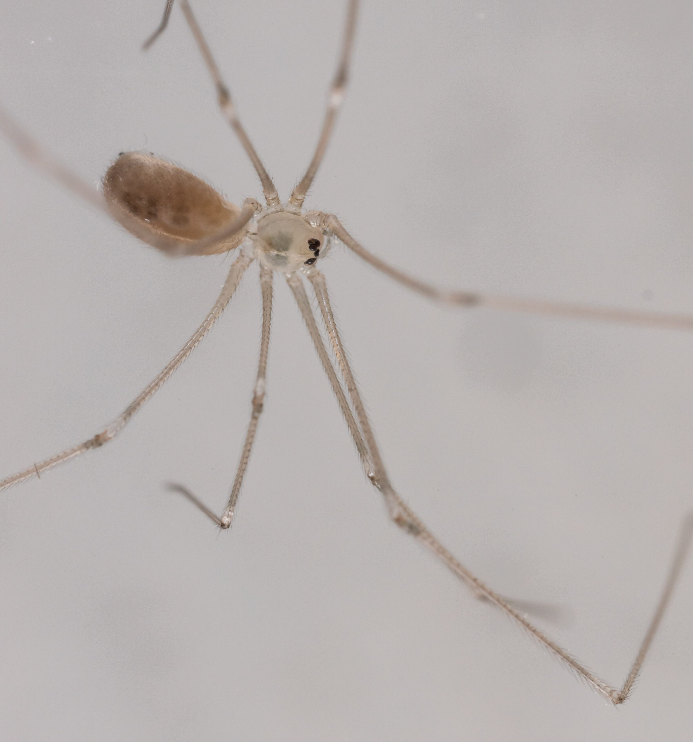 Pholcus phalangioides