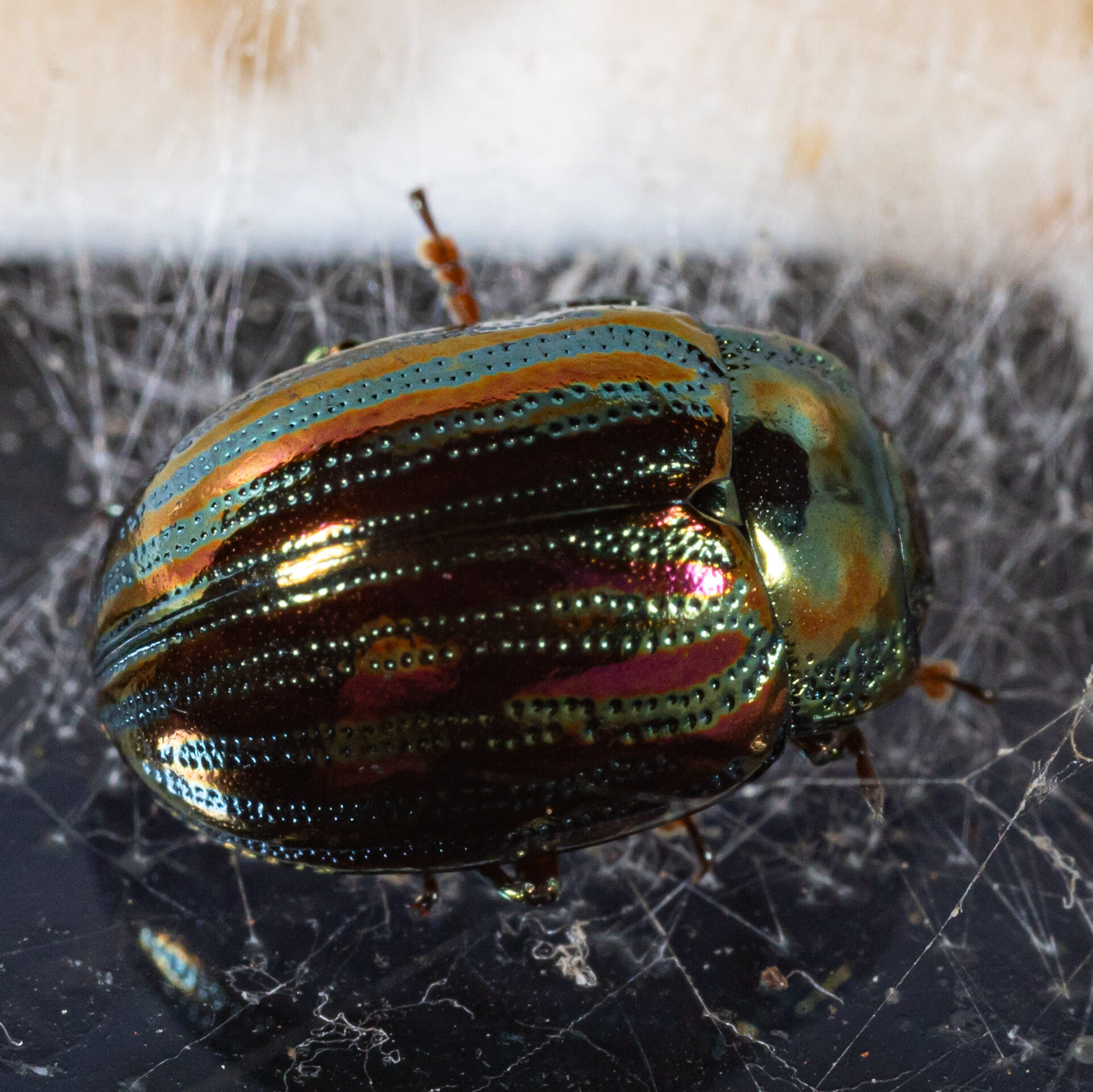 Chrysolina americana