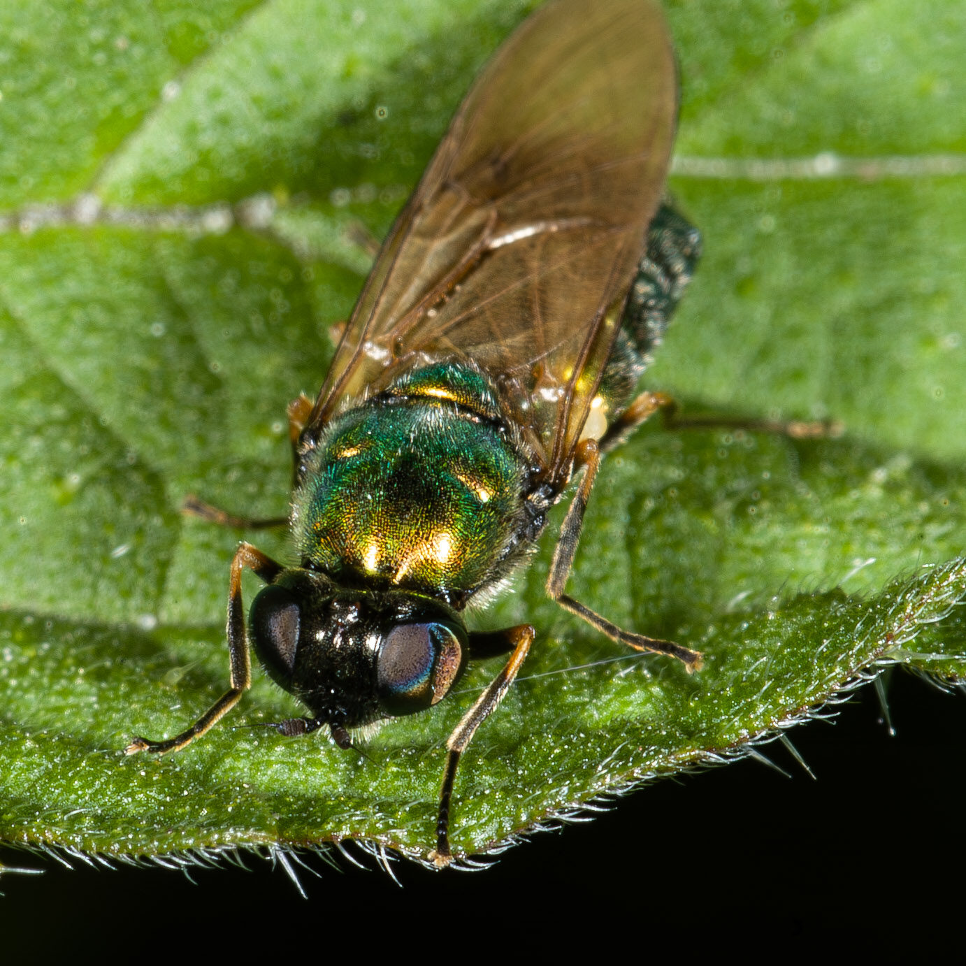 Chloromyia formosa