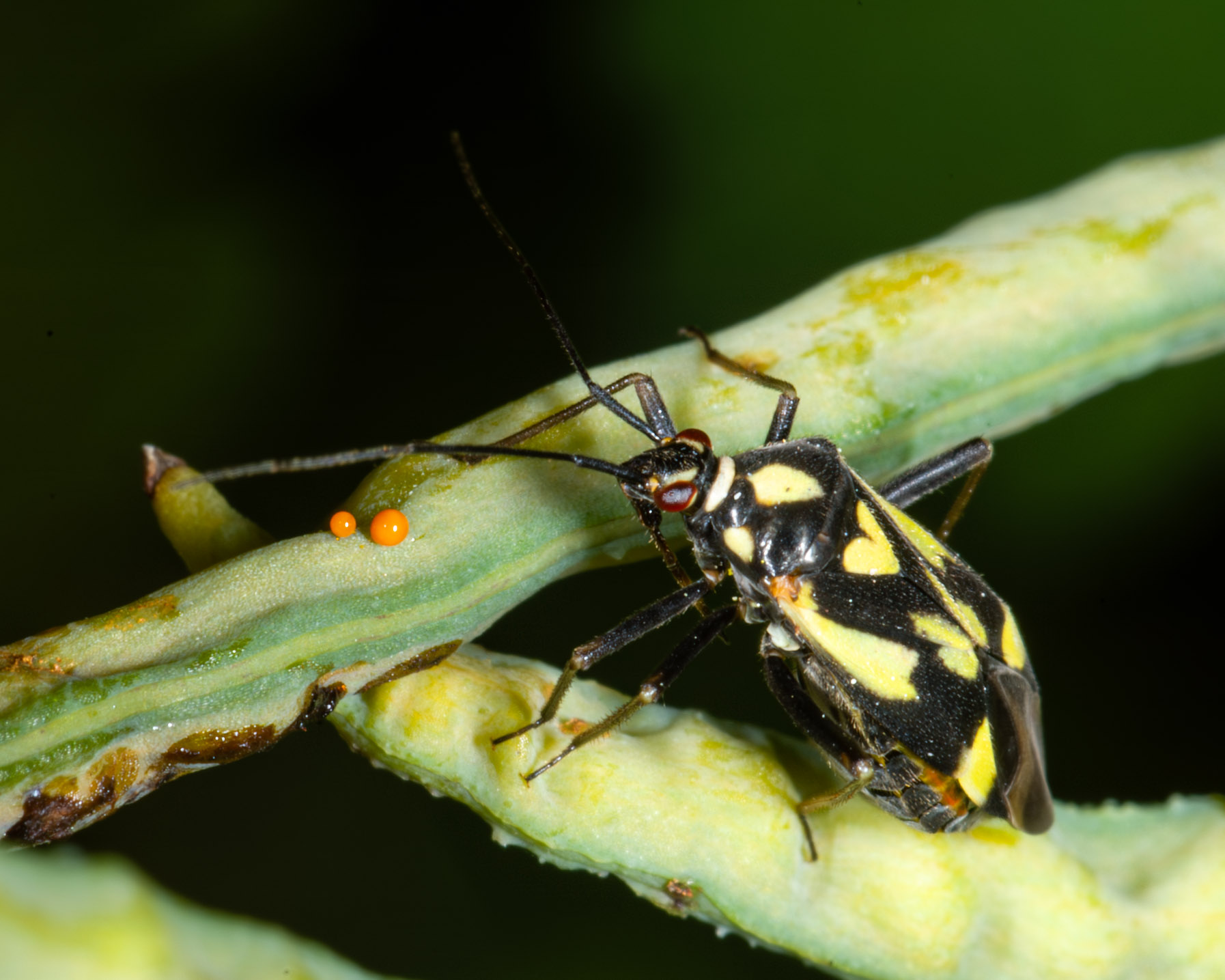 Grypocoris sexguttatus