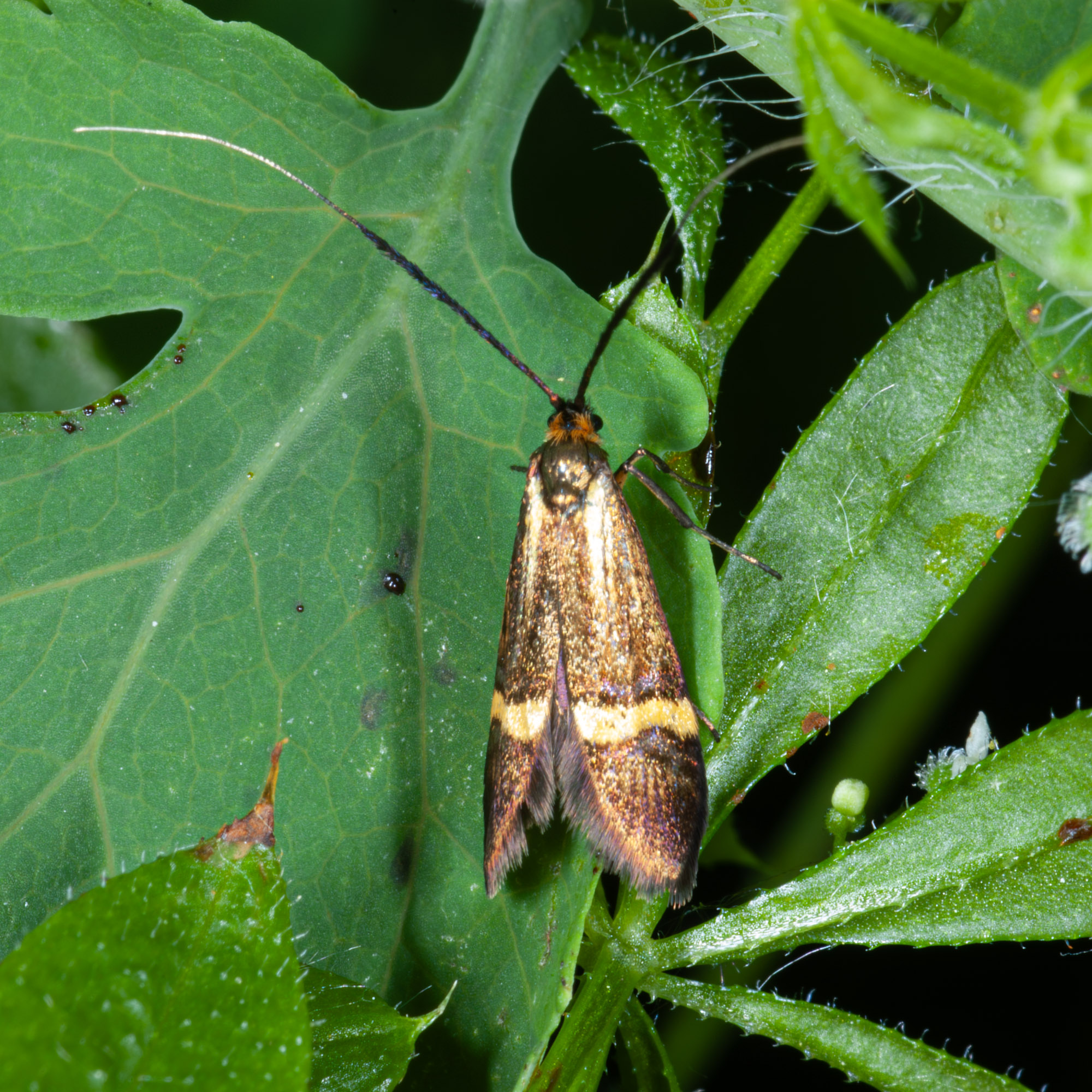 Nemophora degeerella