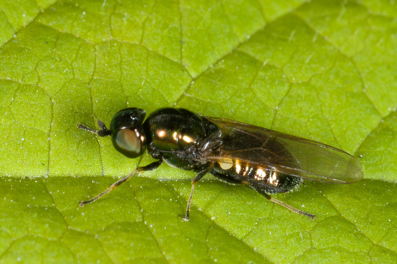 Microchrysa polita