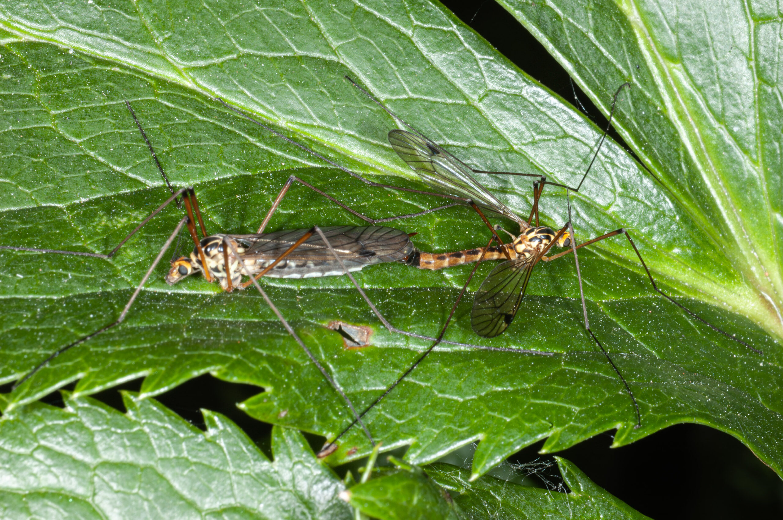 Nephrotoma guestfalica