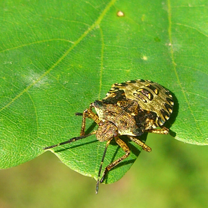 Pentatoma rufipes