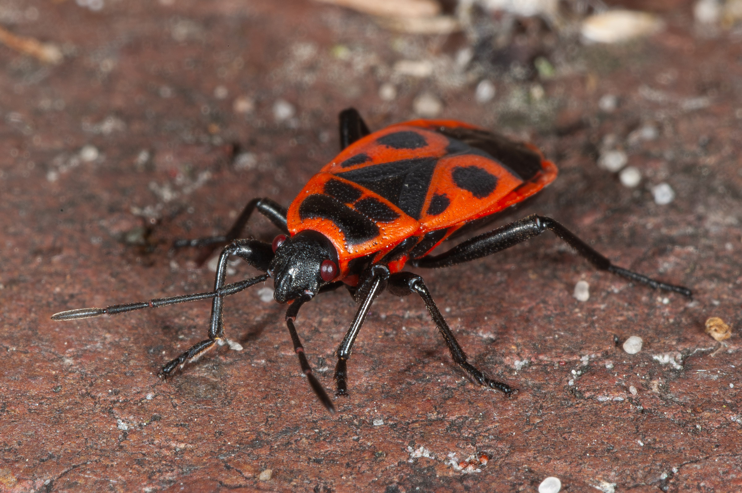 Pyrrhocoris apterus