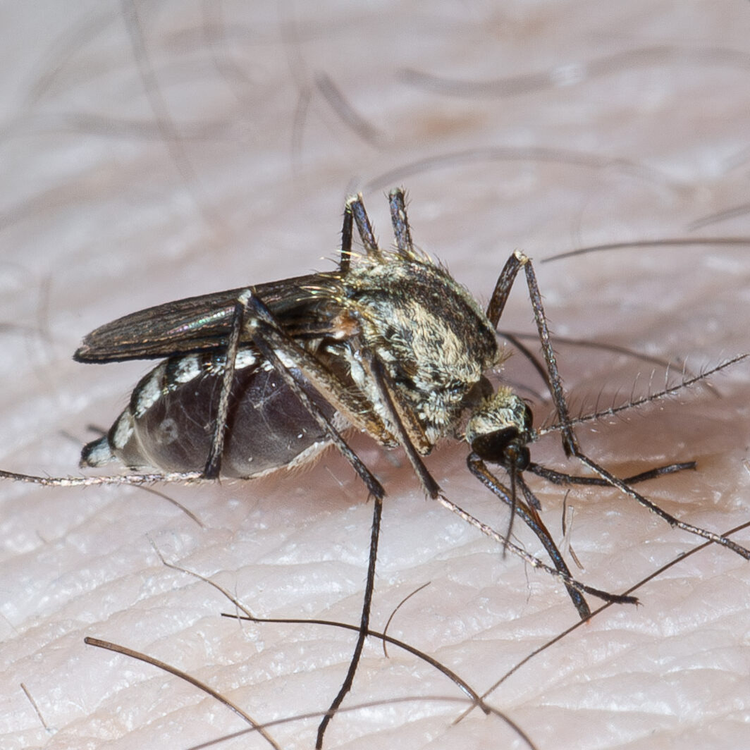 Aedes sp.