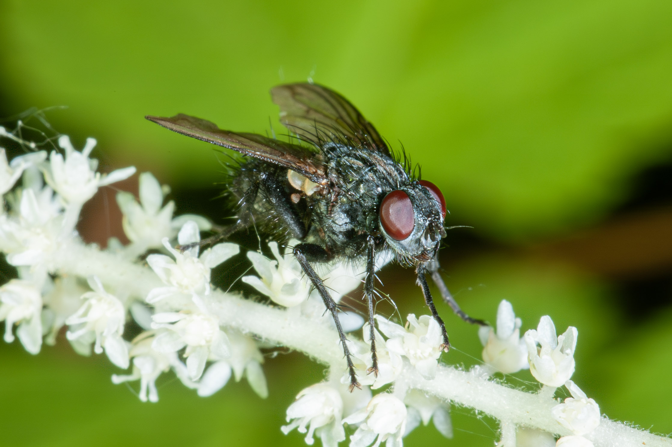 Bellardia sp.