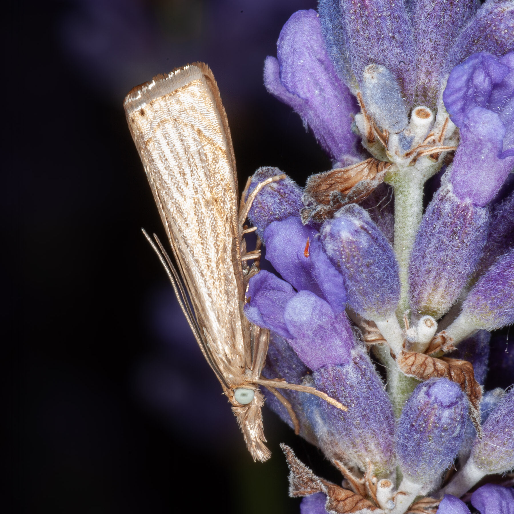 Chrysoteuchia culmella