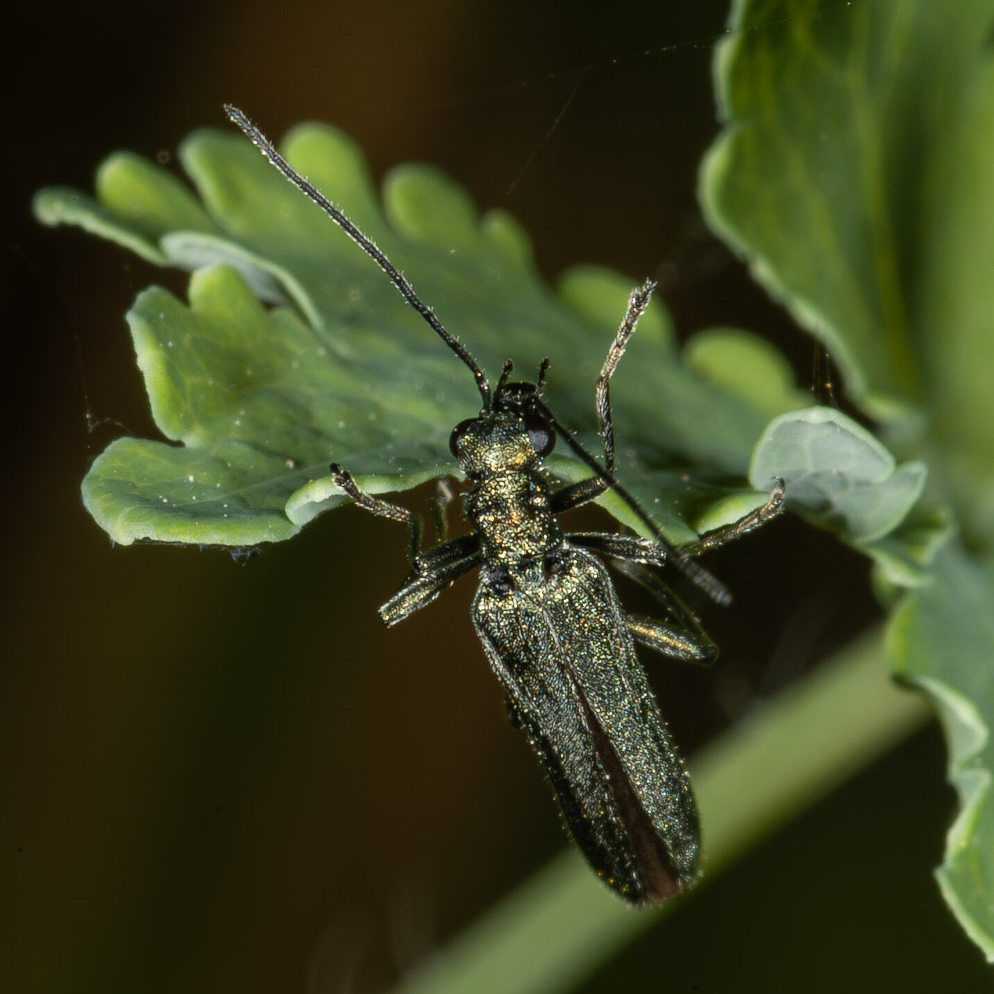 Oedemera nobilis