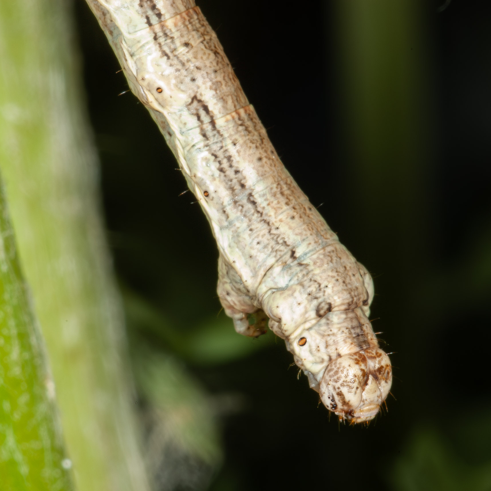 Ectropis crepuscularia