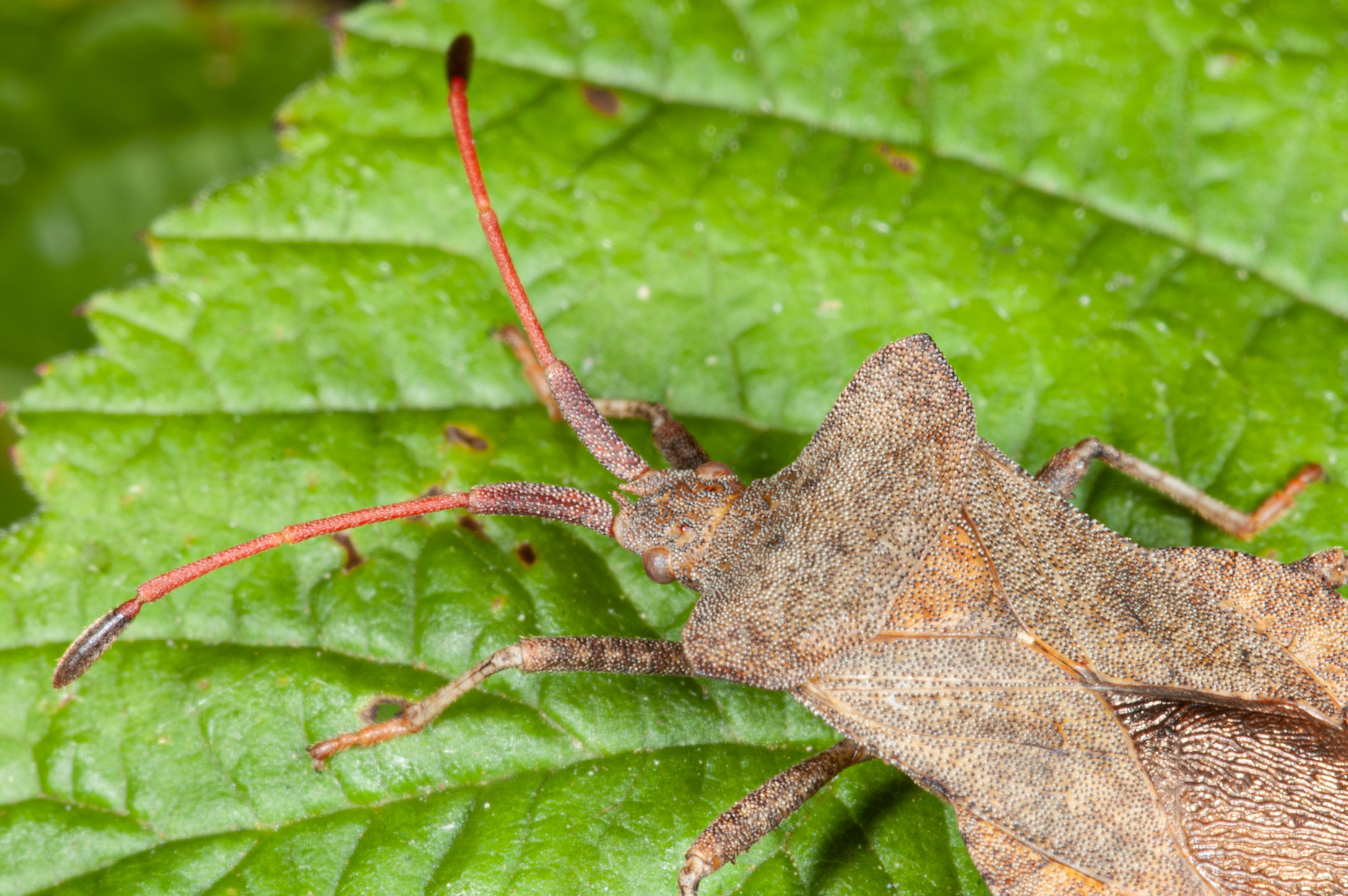 Coreus marginatus