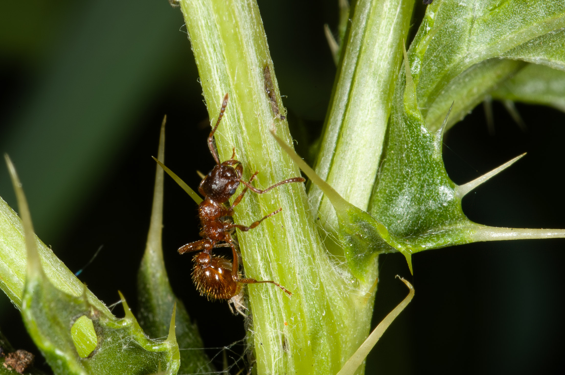 Myrmica rubra