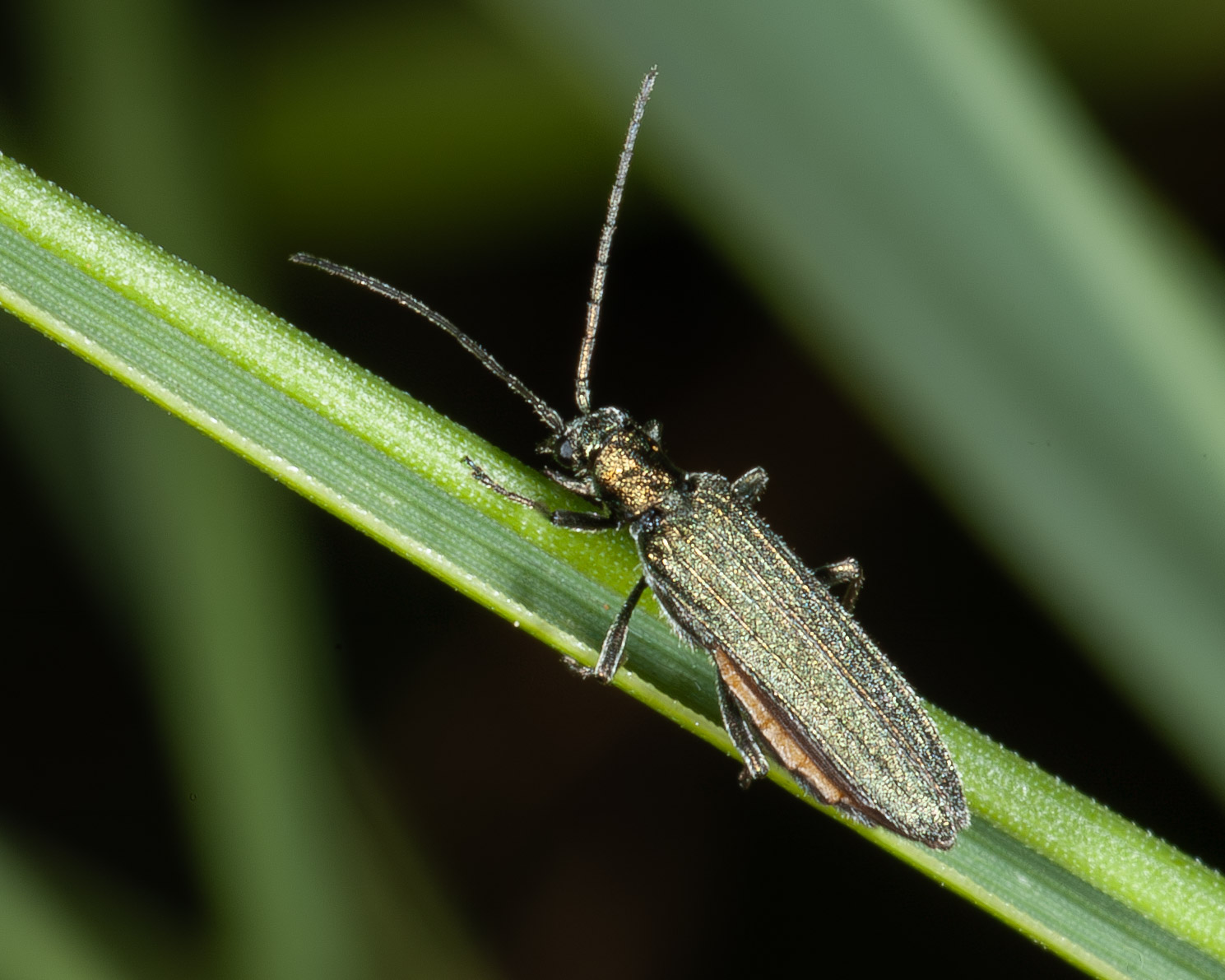 Oedemera lurida/virescens