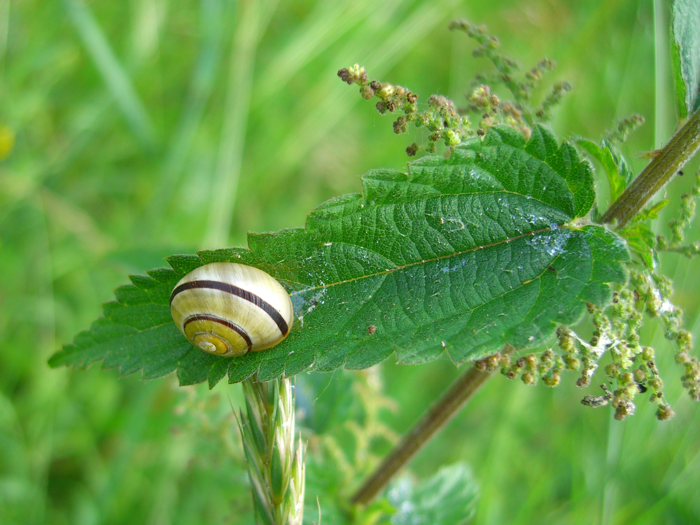 Cepaea sp.