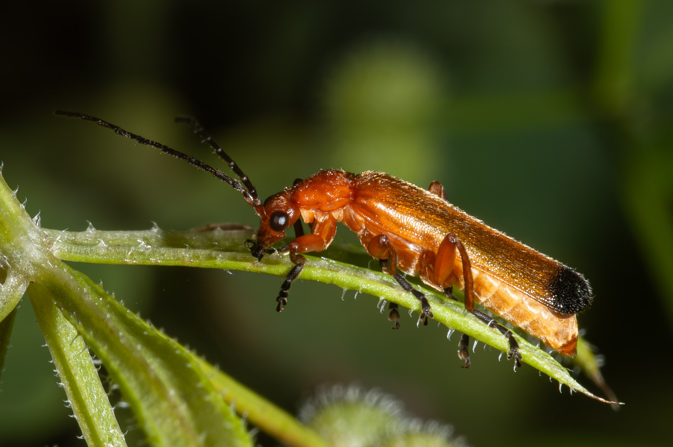 Rhagonycha fulva