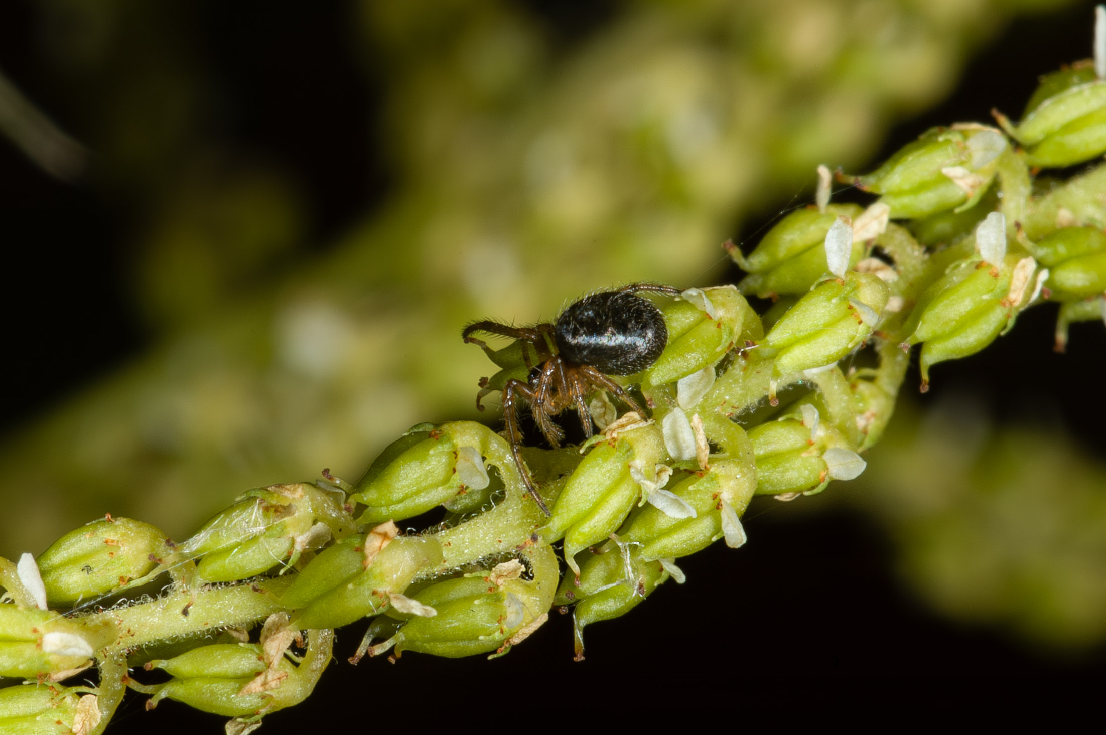 Phylloneta sp.