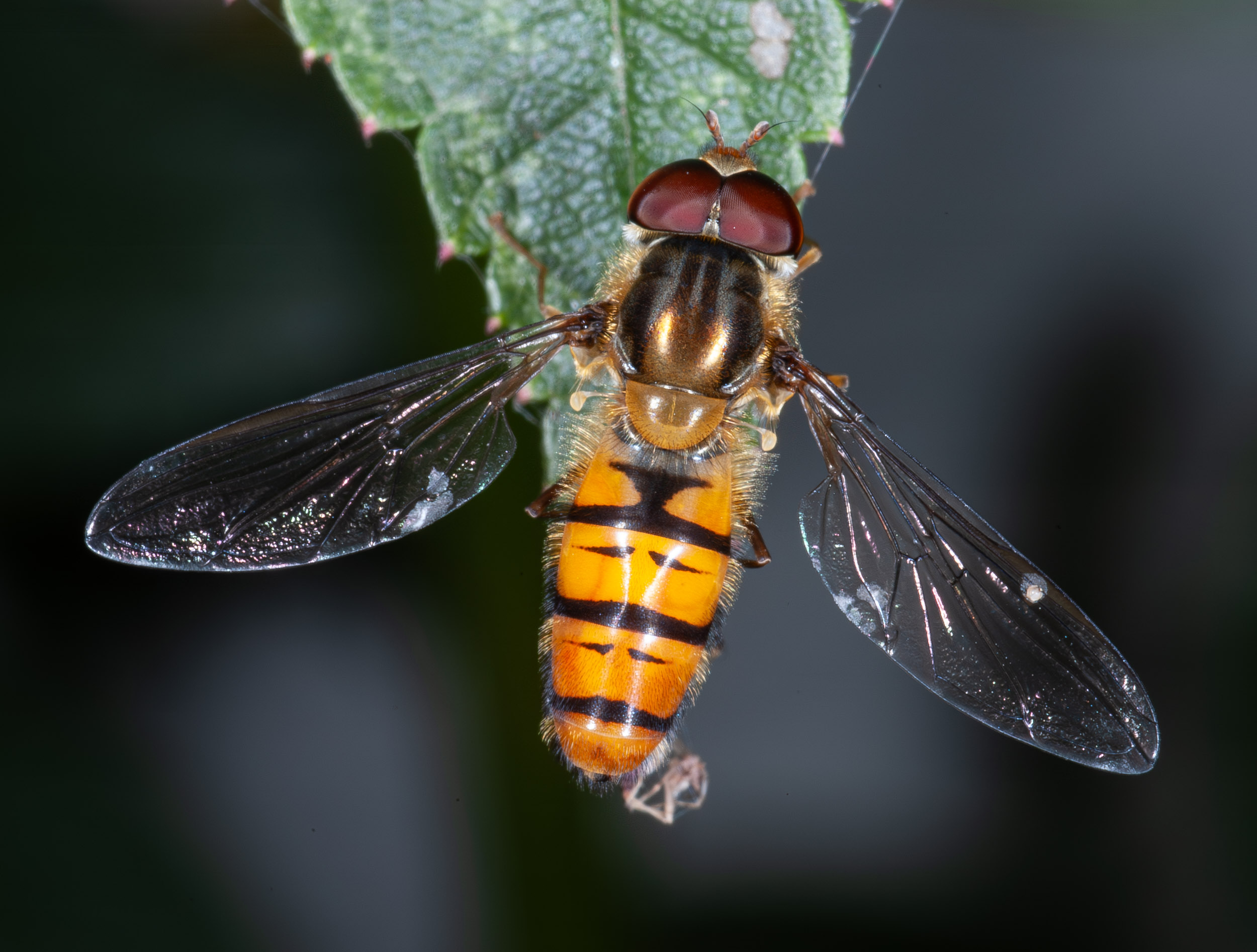 Episyrphus balteatus