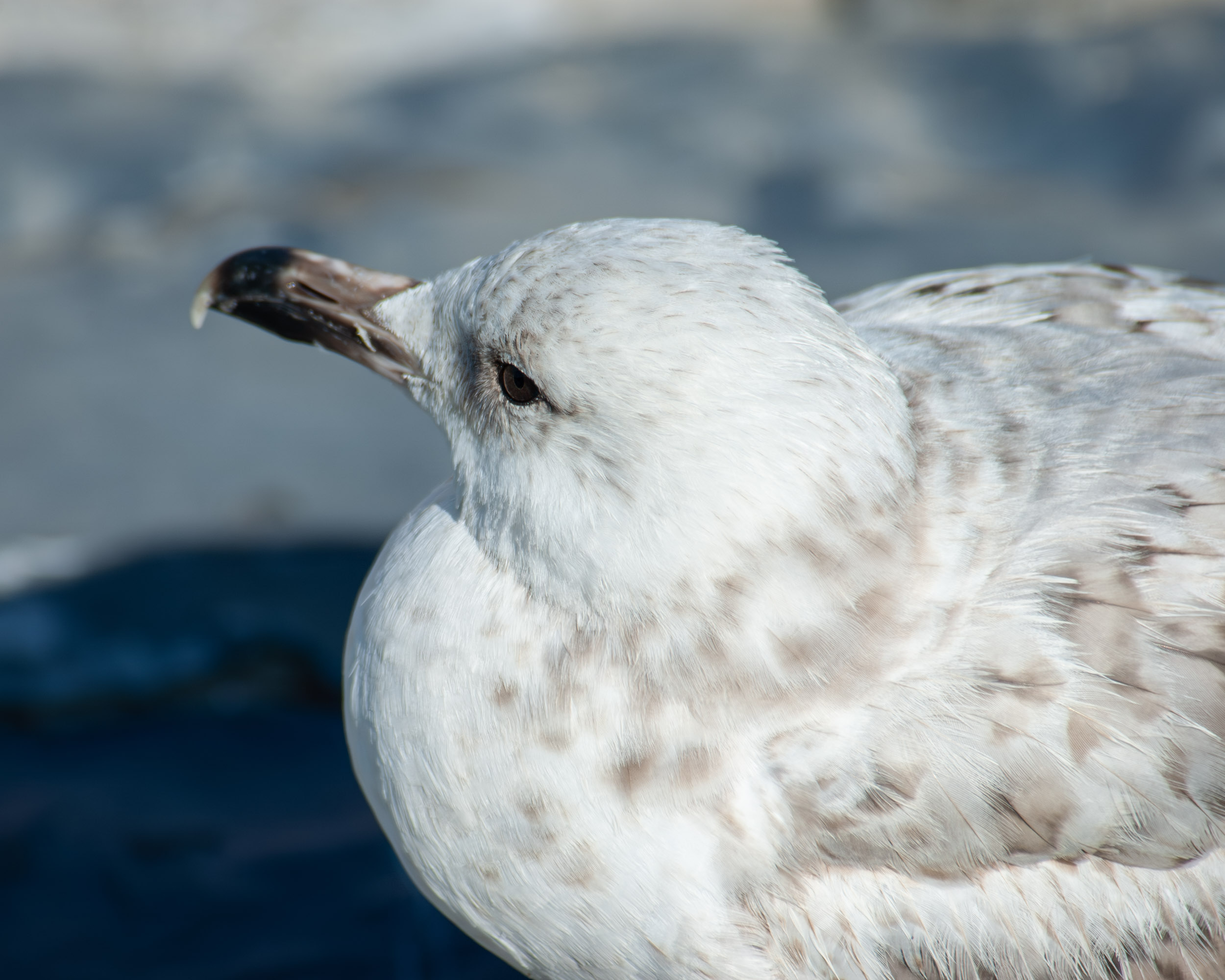 Larus argentatus