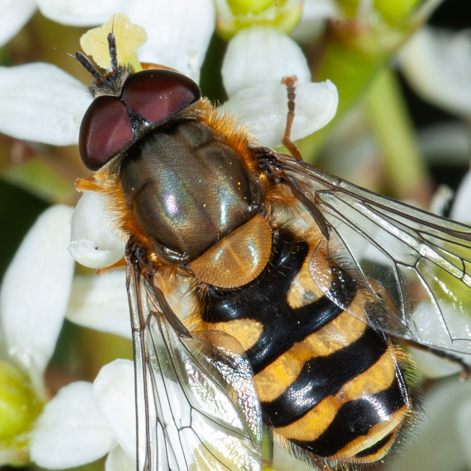 Syrphus torvus