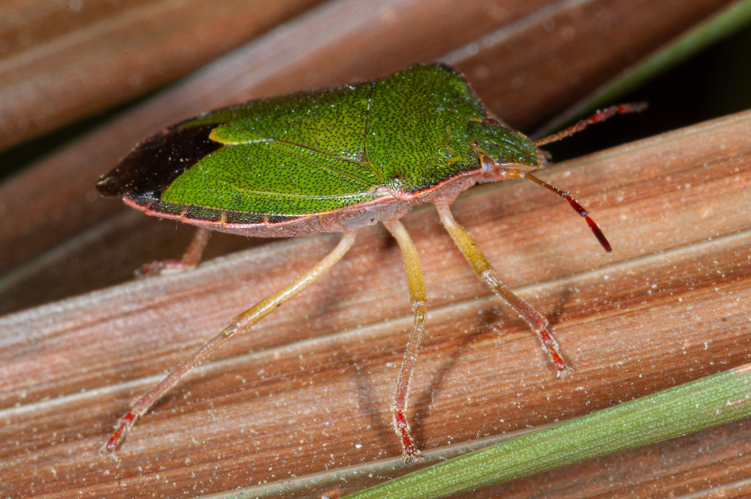 Palomena prasina