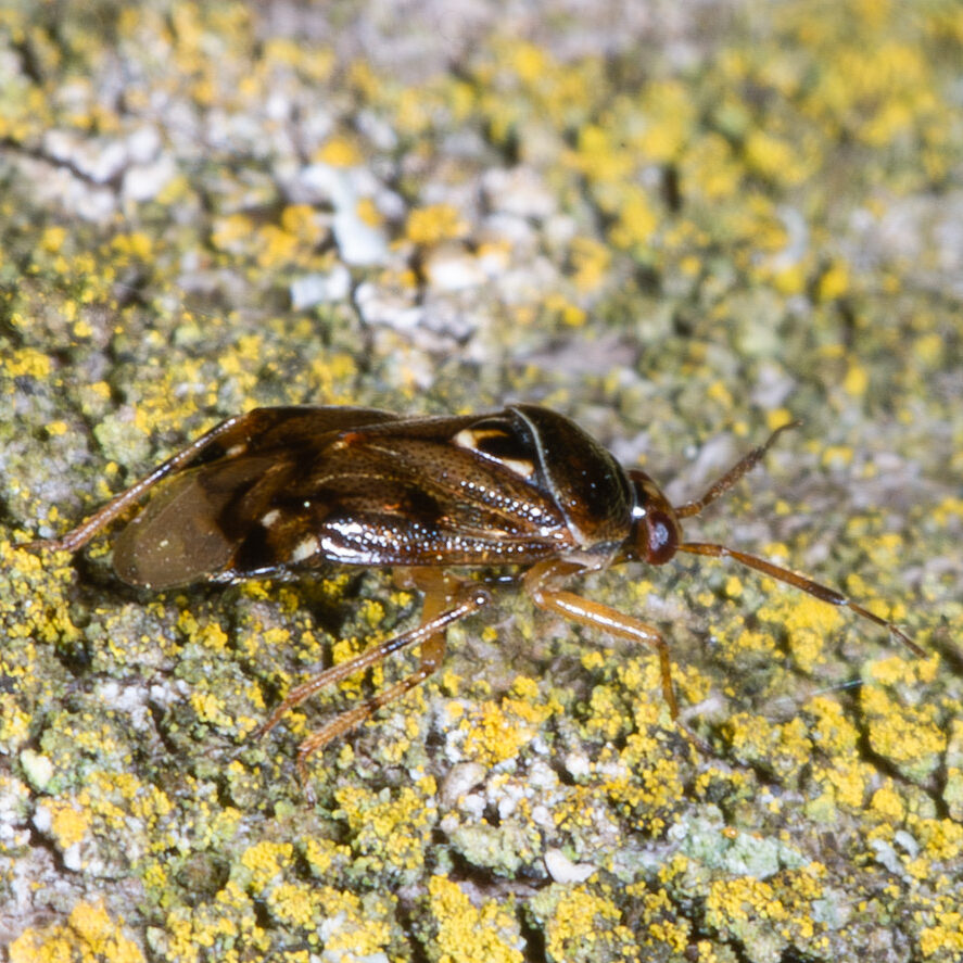 Deraeocoris lutescens