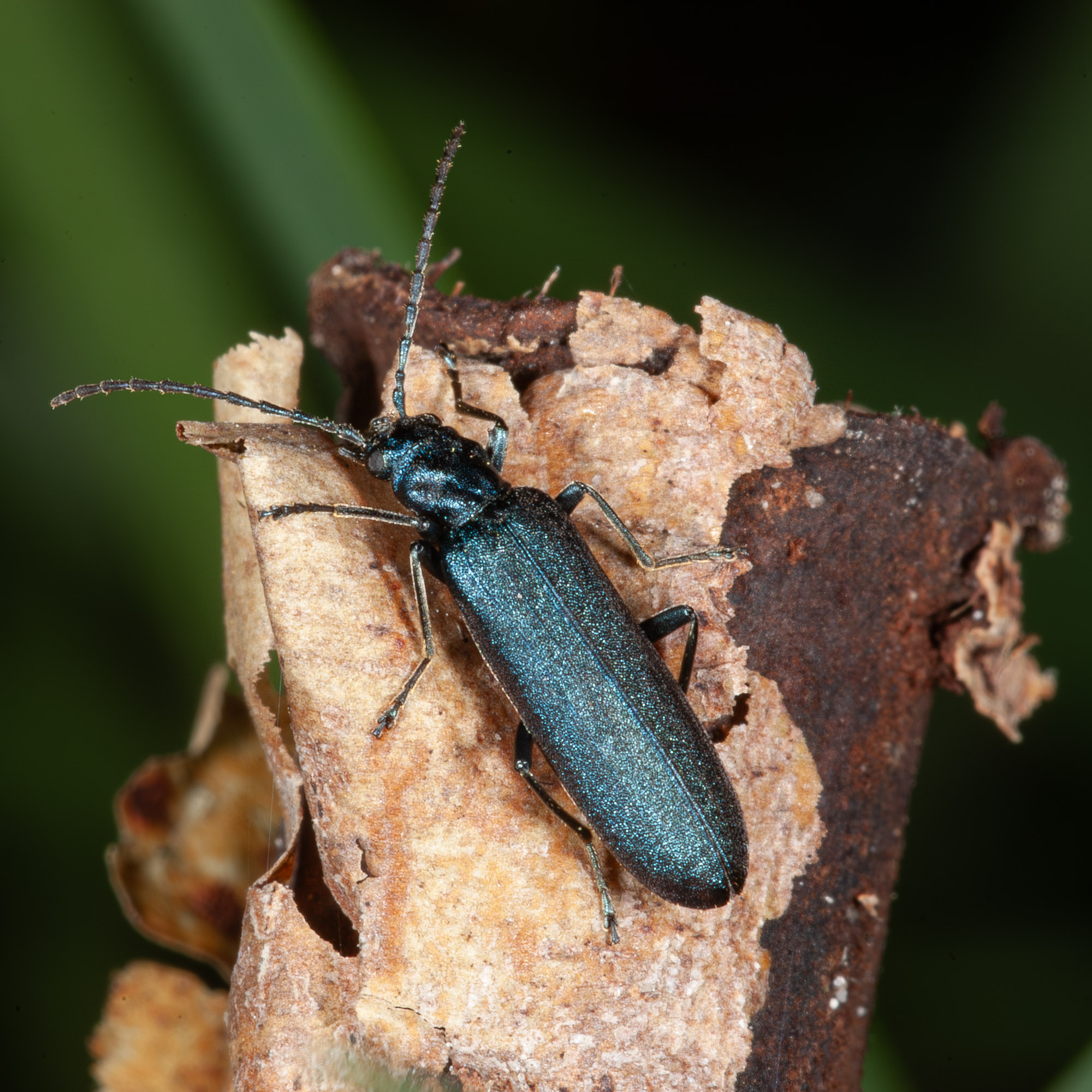 Ischnomera cyanea