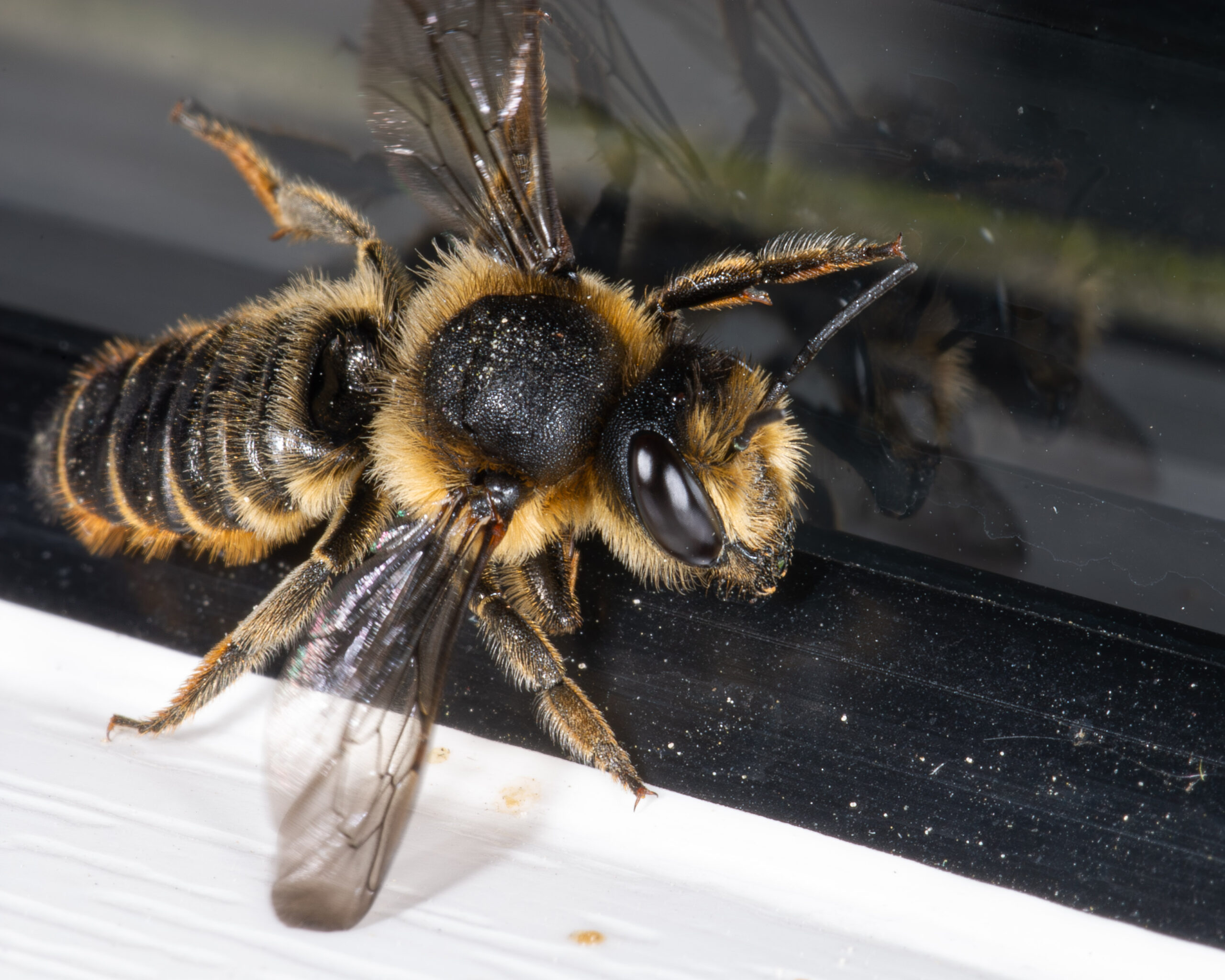 Megachile sp.