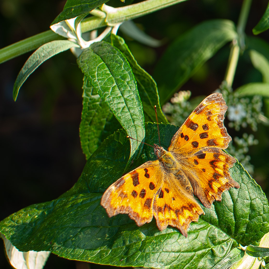 Polygonia c-album