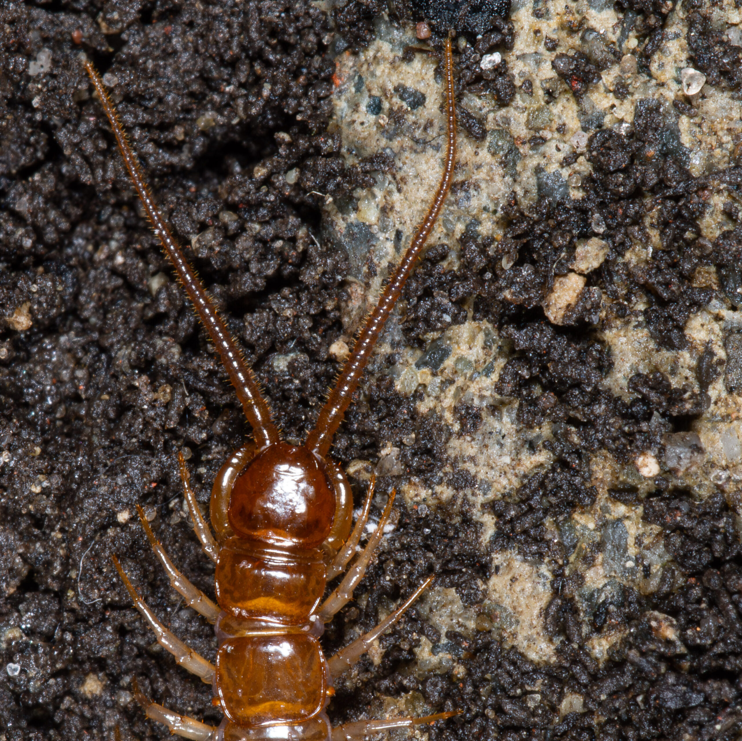 Lithobius forficatus