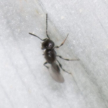 Scelionidae sp.