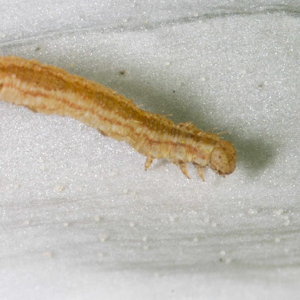 Eupithecia subumbrata