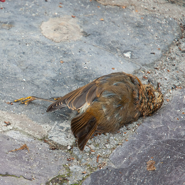 Erithacus rubecula