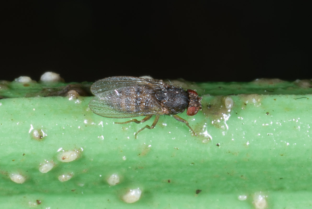 Drosophila hydei