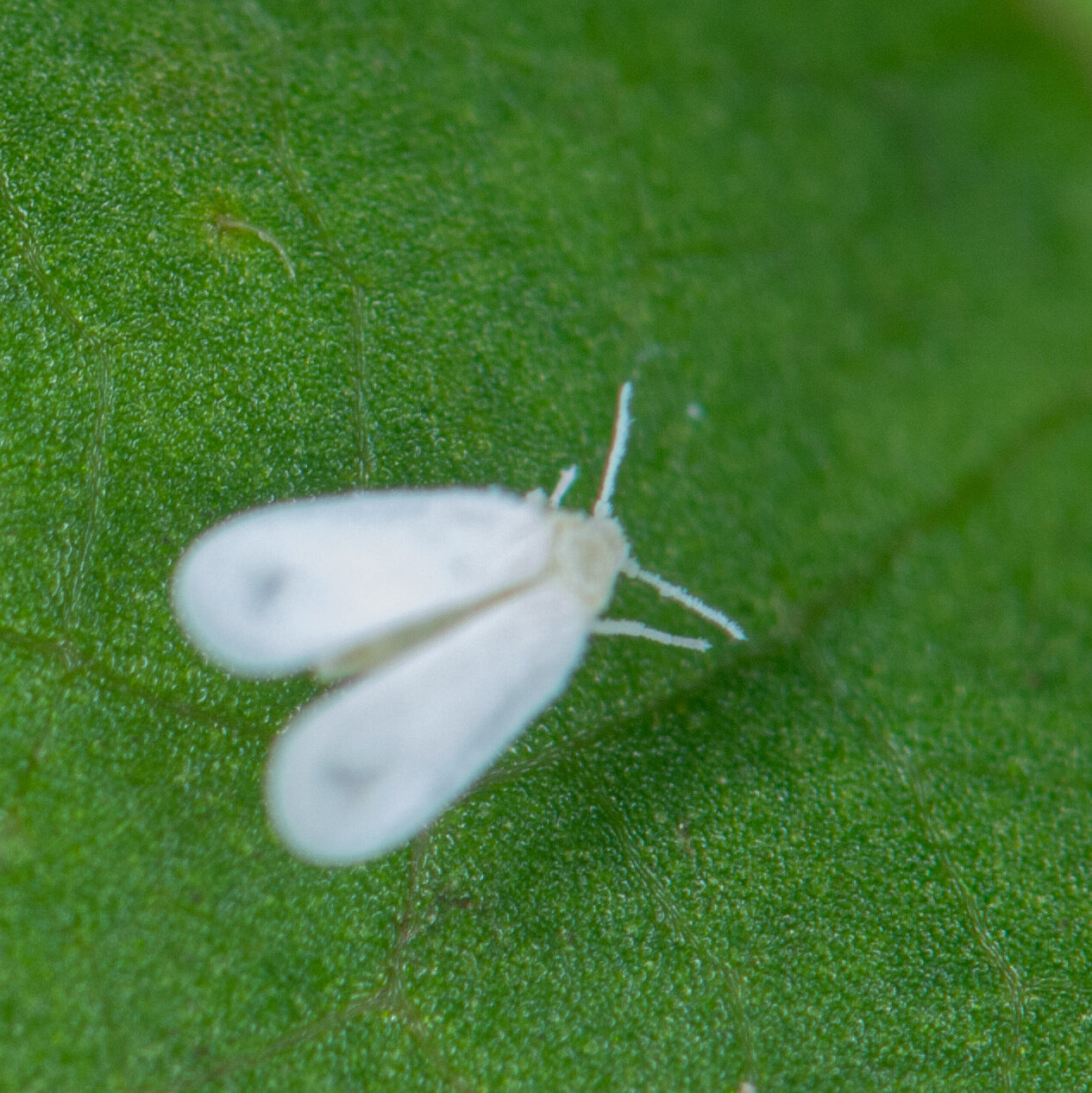 Aleyrodida sp.