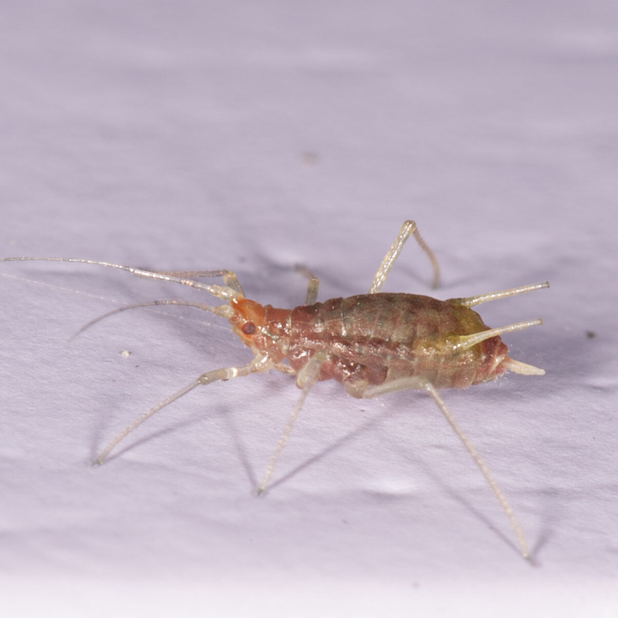 Drepanosiphum platanoidis