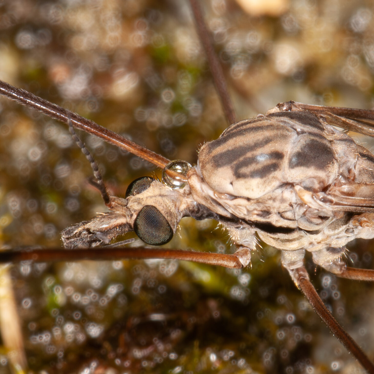 Tipula rufina