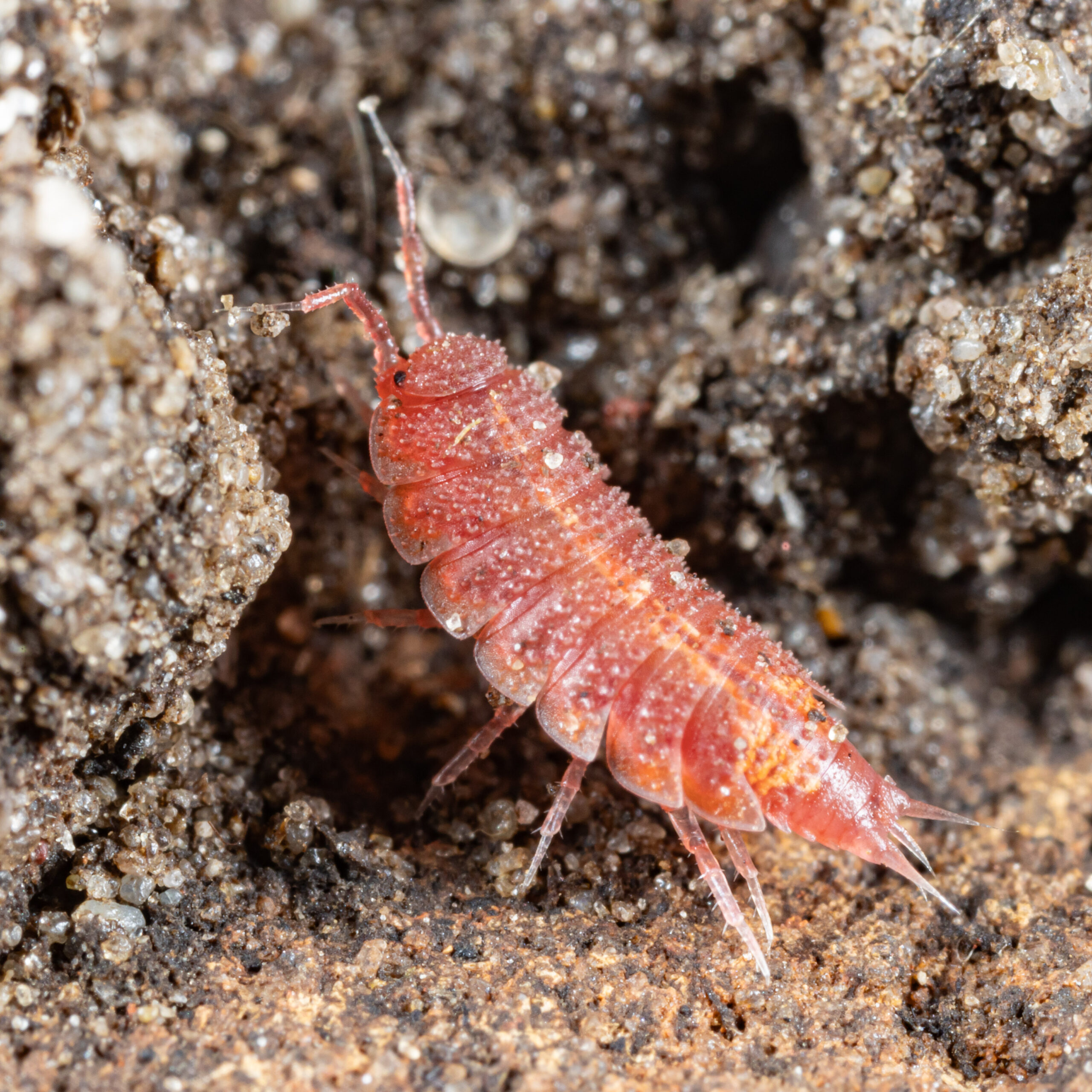 Androniscus dentiger