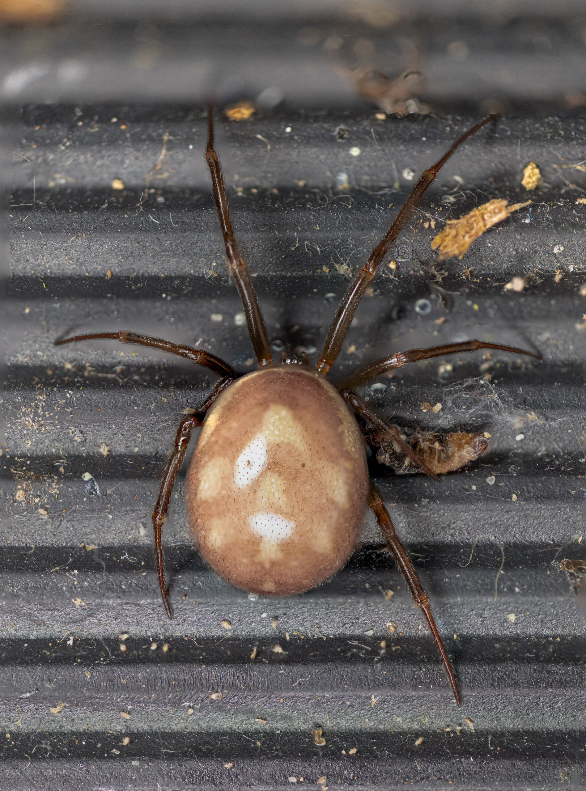 Steatoda grossa