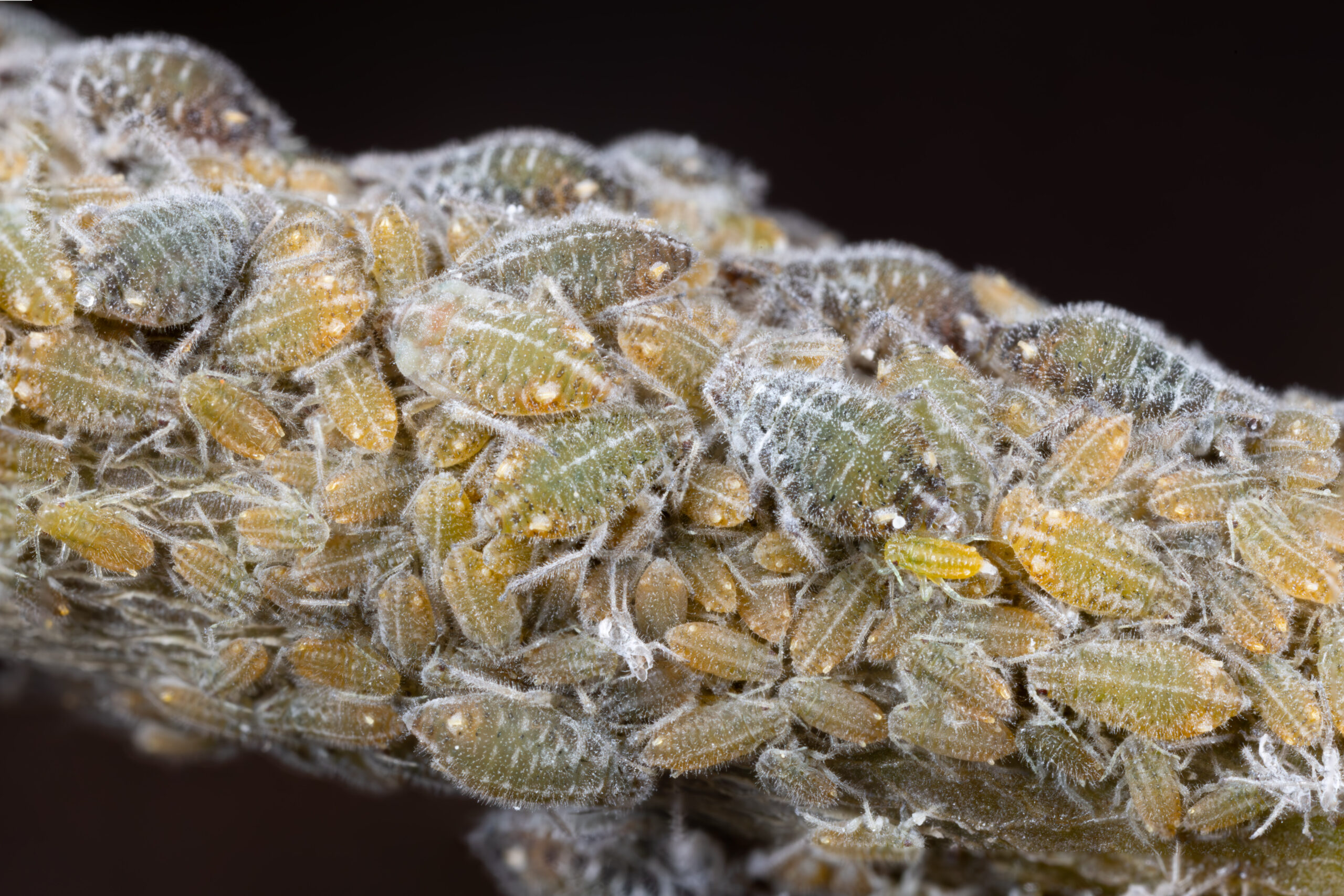 Pterocomma pilosum