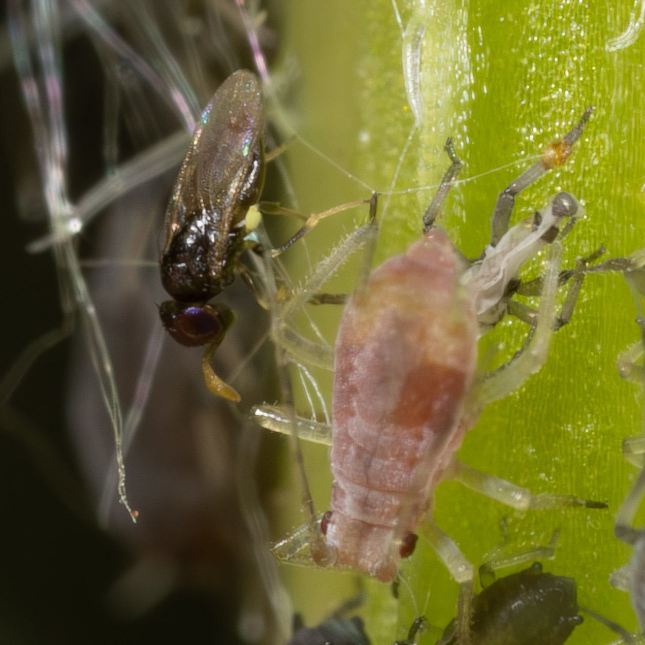 Chalcidoidea sp.